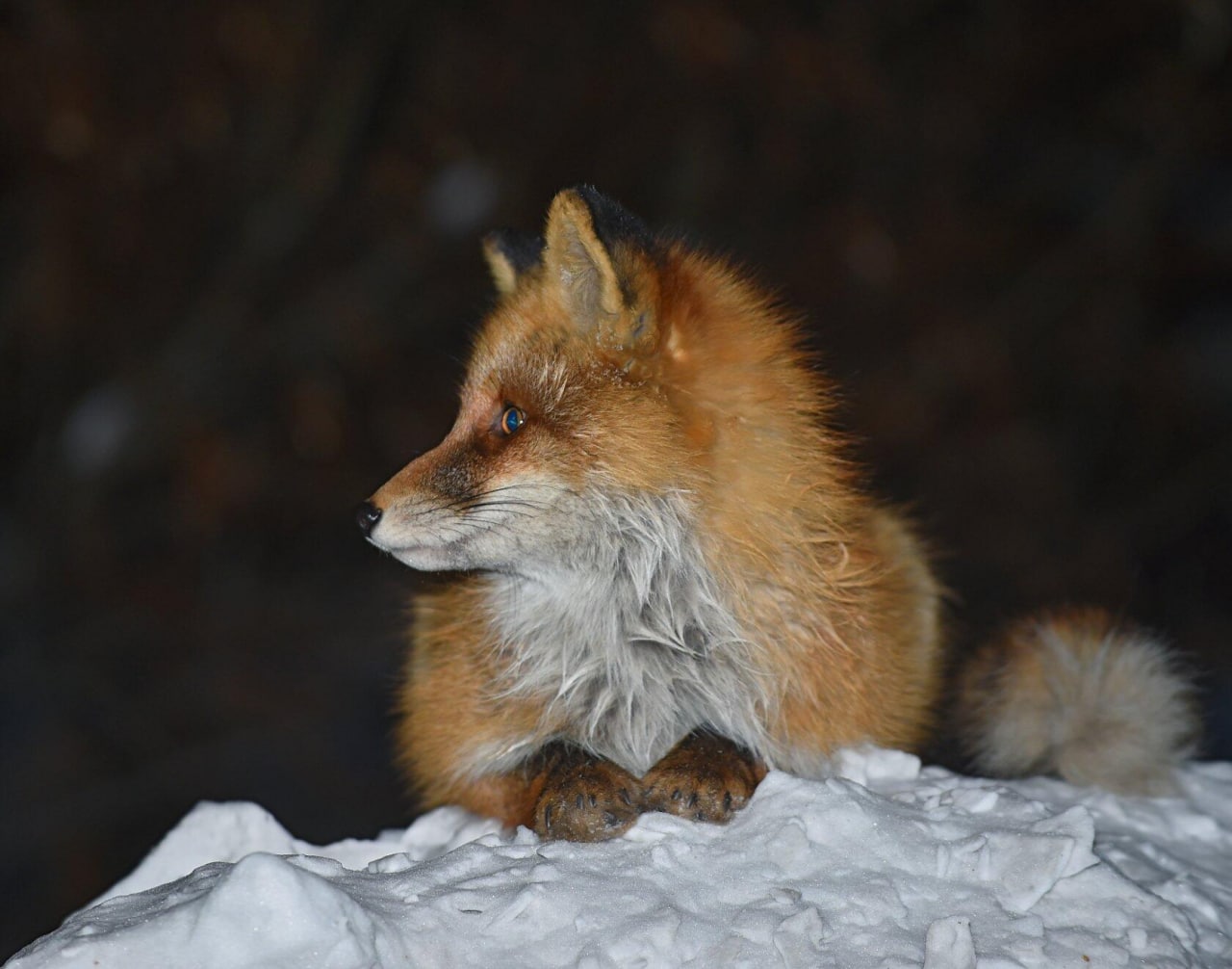 фото грустной лисы